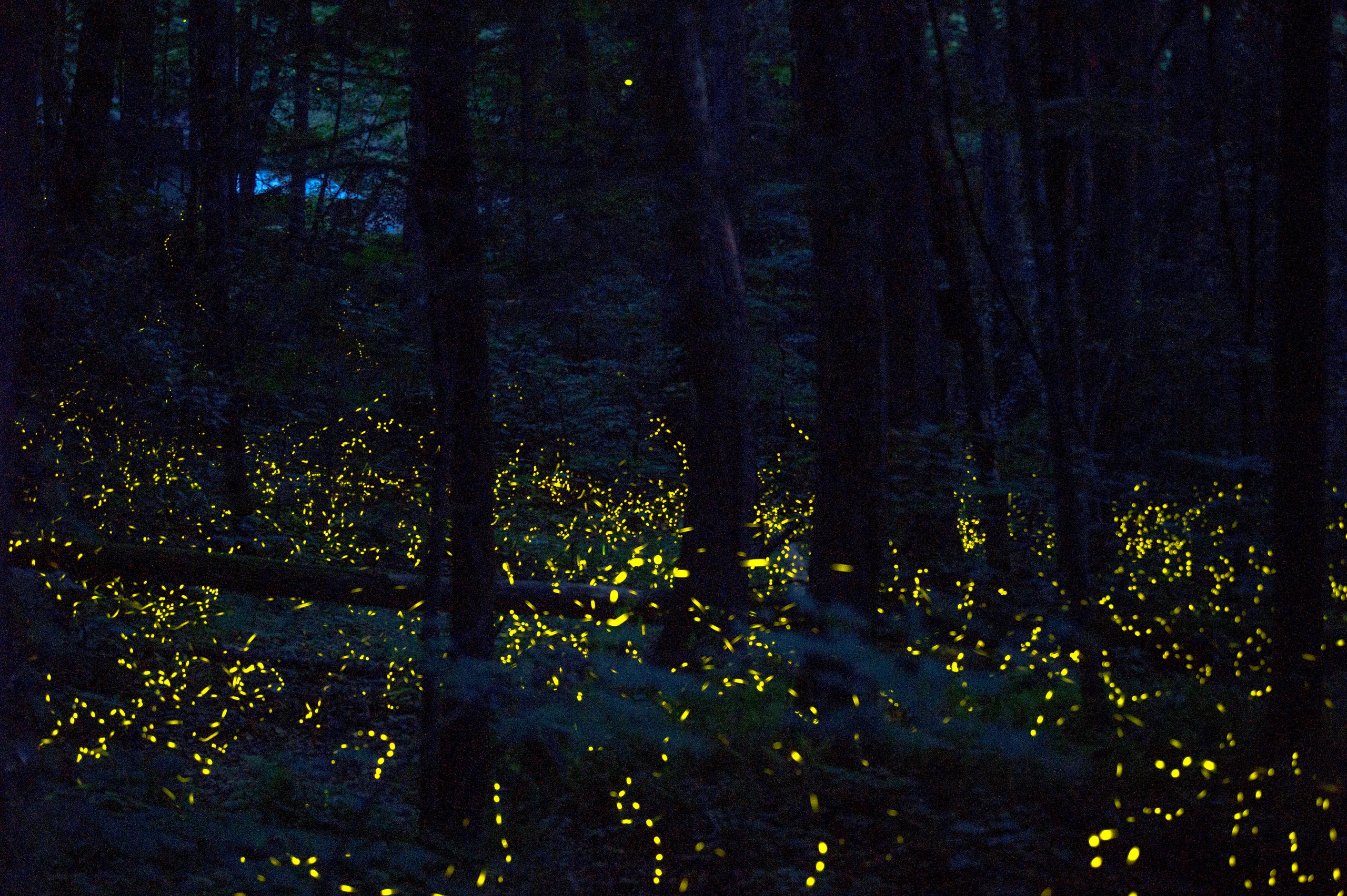 Fireflies glowing along the forest floor in the Smoky Mountains at night